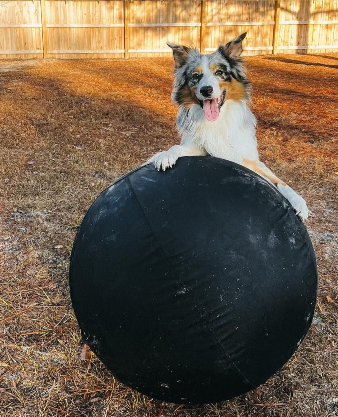 Australian Shepherd cross with front paws on a large black CollieBall herding ball