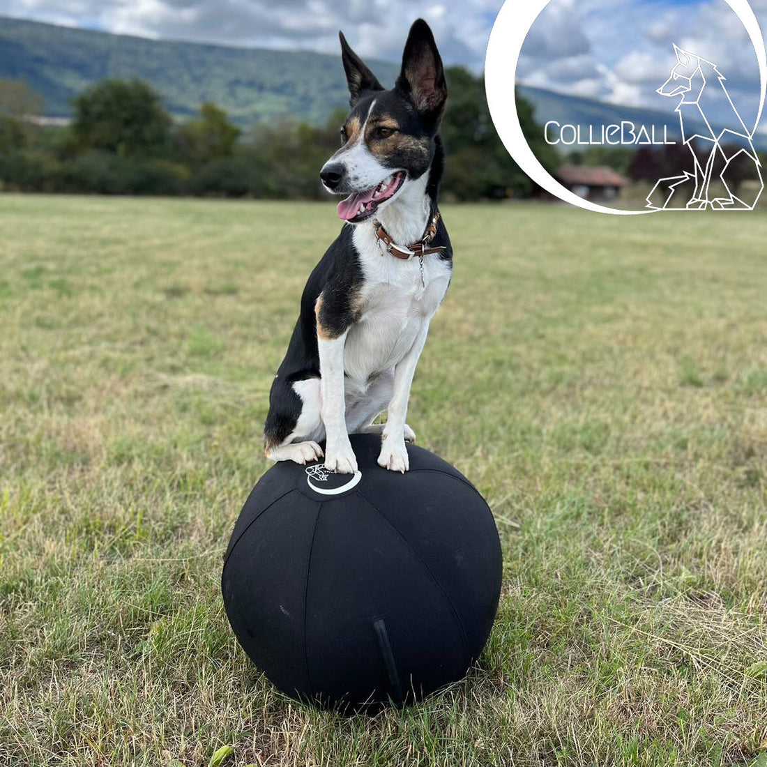 Herding dog balancing on top of a black CollieBall herding ball