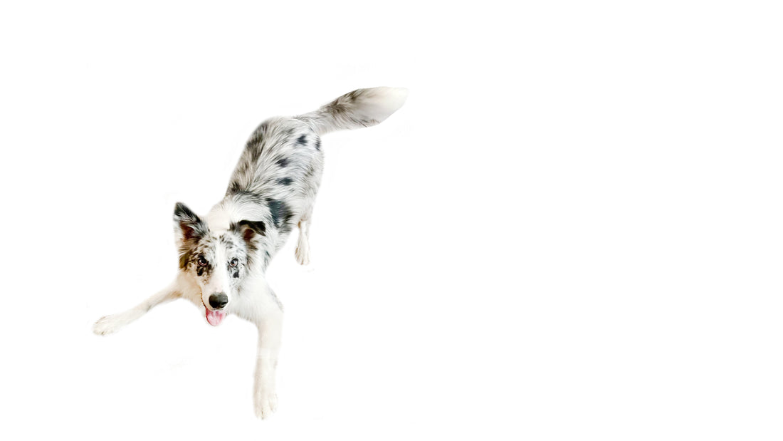 Border Collie mid-leap on a white background