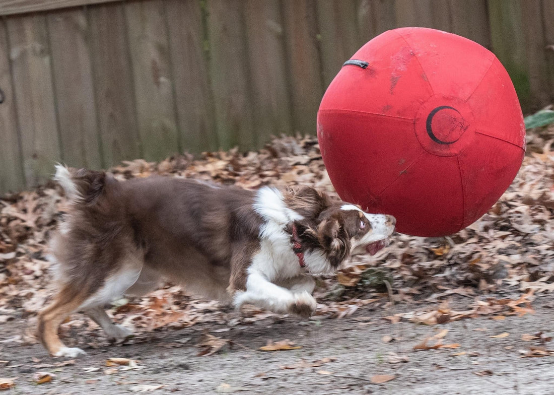 Australian Shepherd stalking a large red CollieBall herding ball