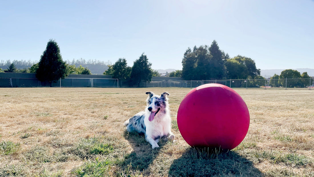 Blue merle Border Collie herding a large red CollieBall on grass
