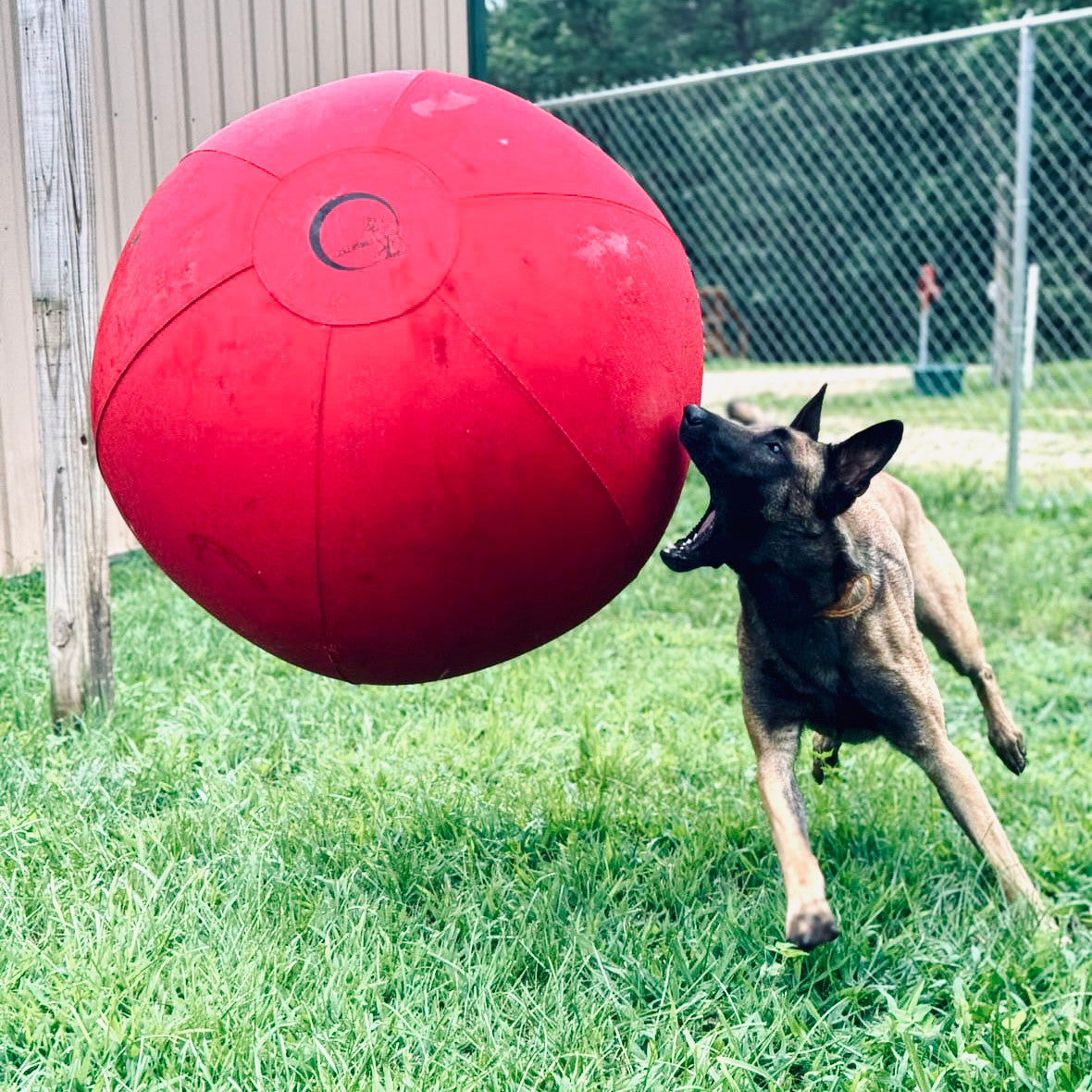 Belgian Malinois leaping at a large red CollieBall herding ball