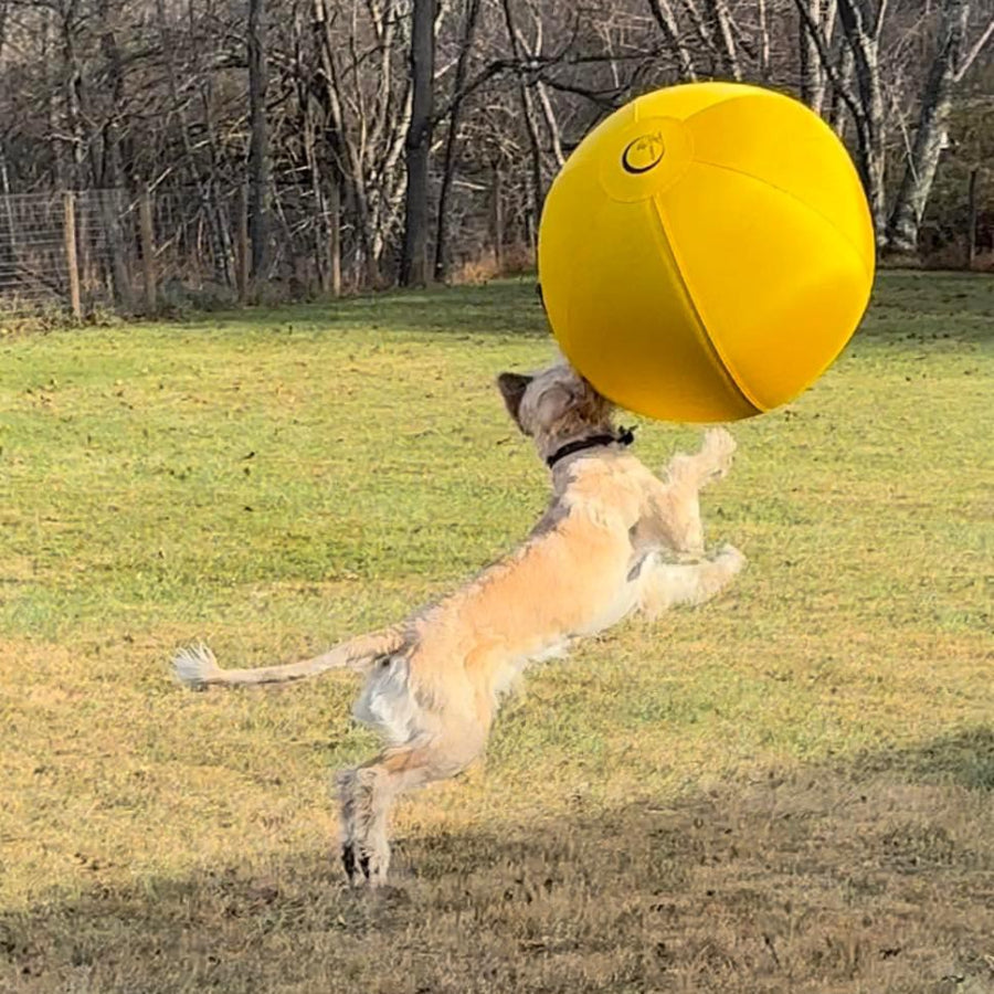 Labrador leaping to catch a yellow CollieBall herding ball