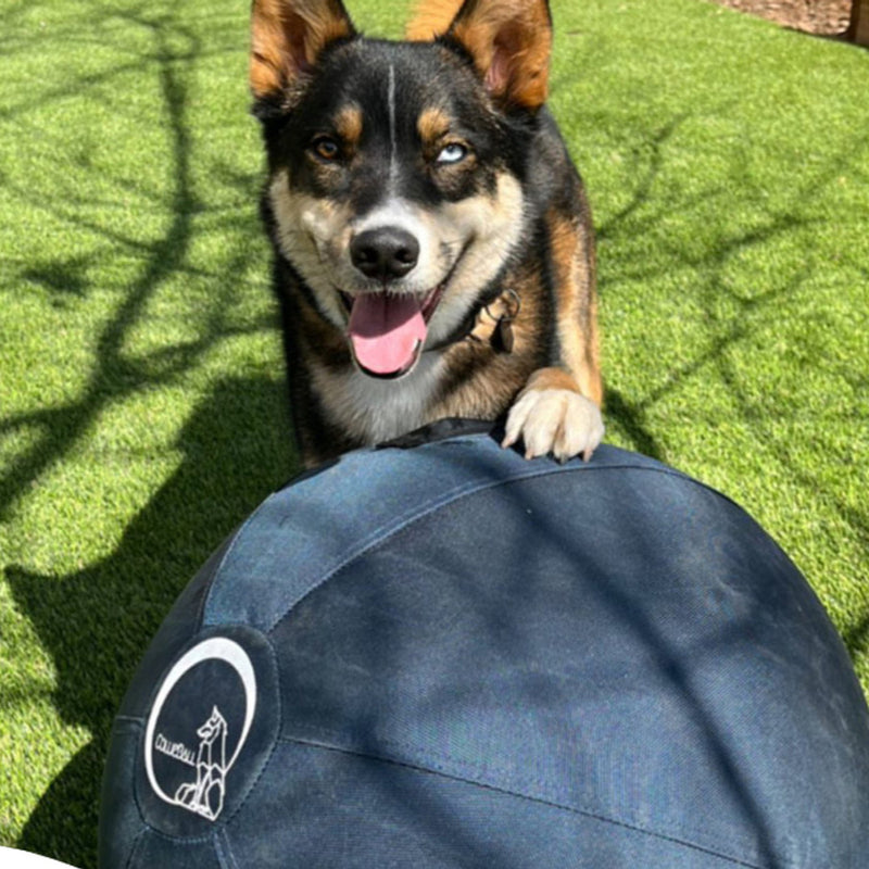 Dog resting after a herding ball session