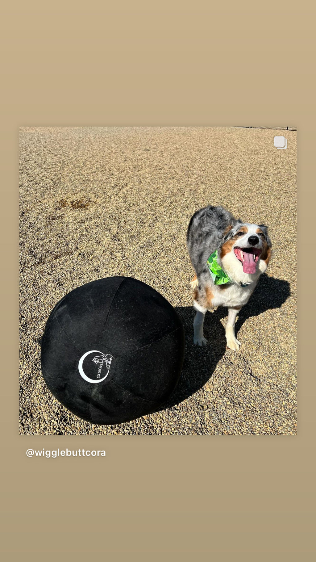 Australian Shepherd standing behind a black CollieBall herding ball on sand