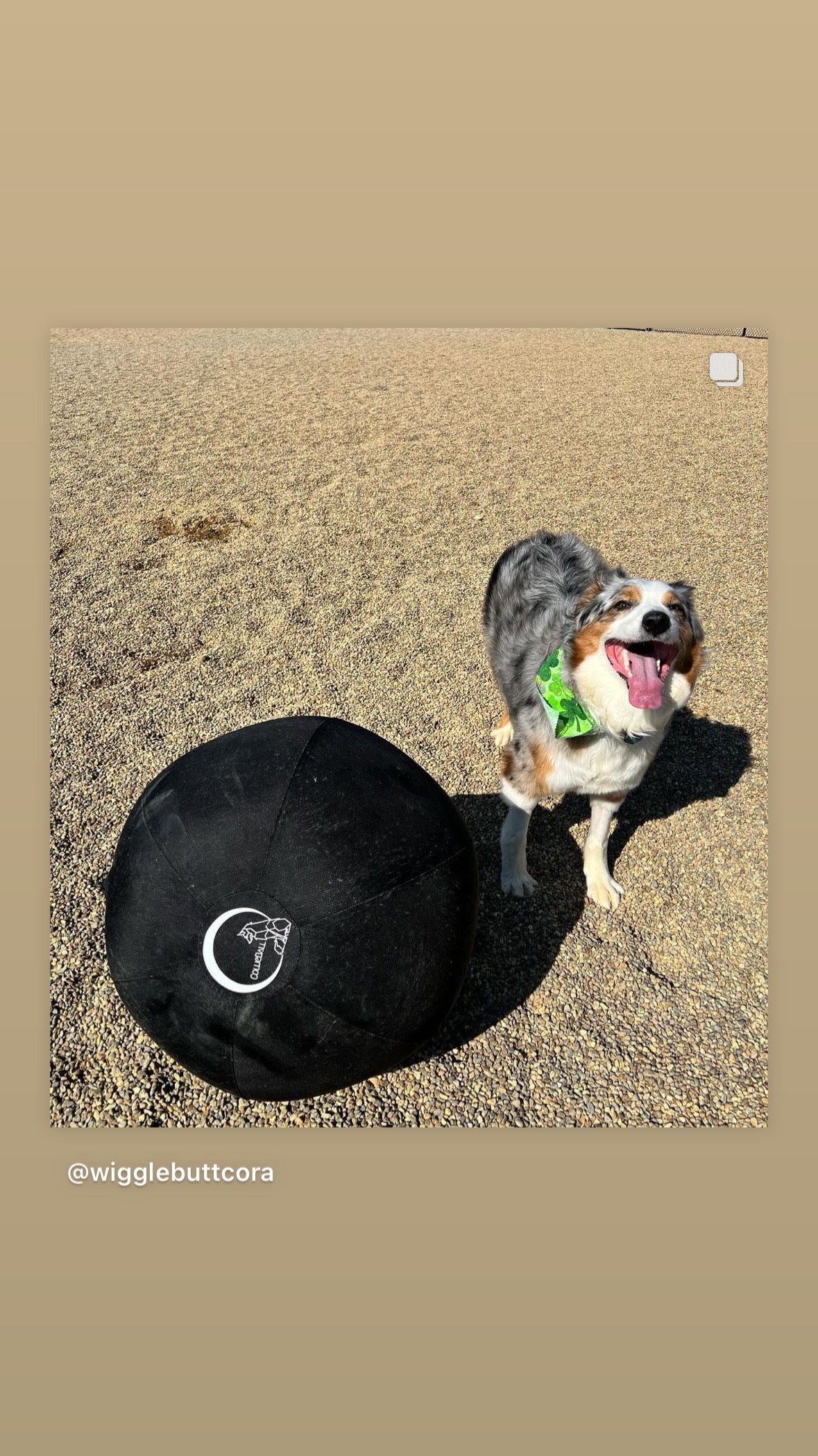 Australian Shepherd standing behind a black CollieBall herding ball on sand