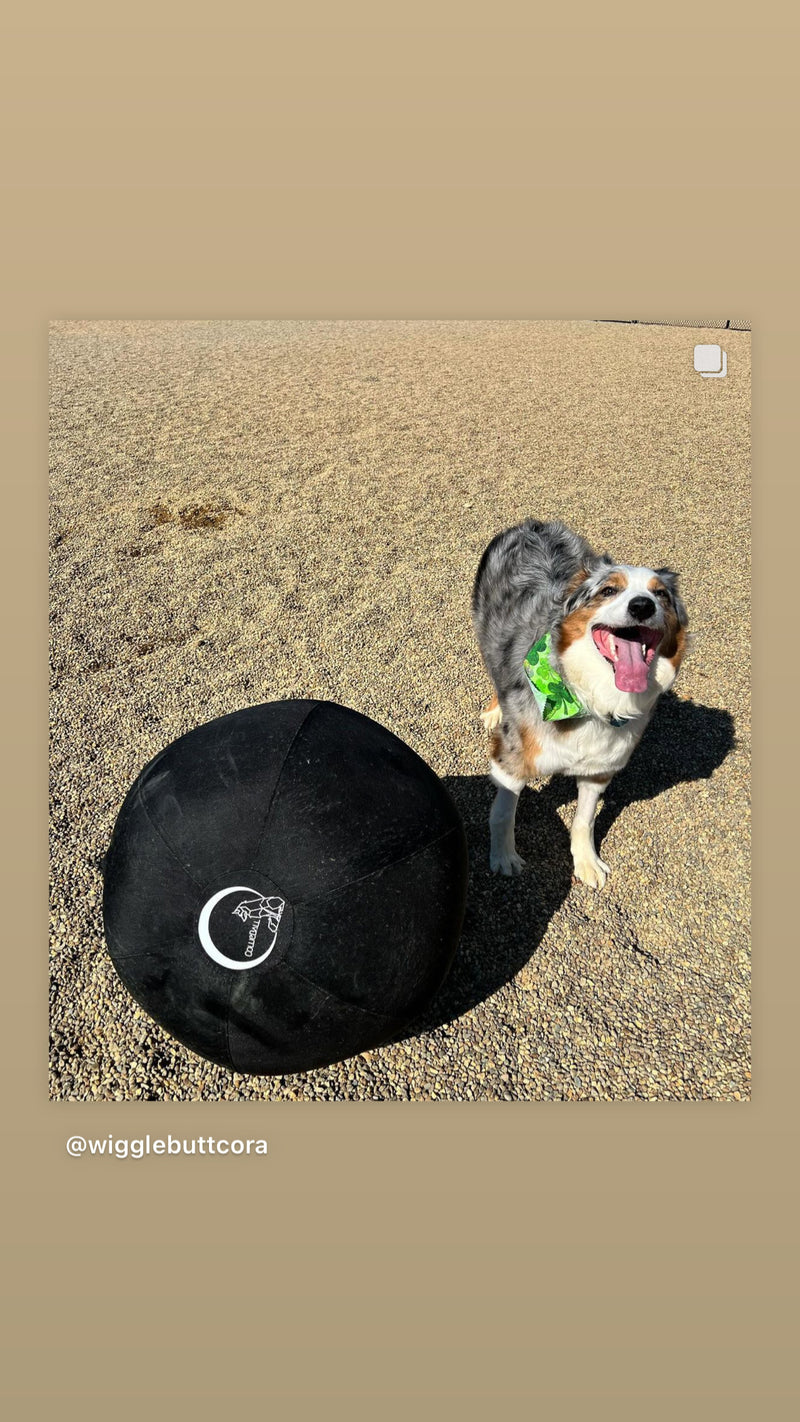 Australian Shepherd standing behind a black CollieBall herding ball on sand