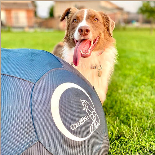 CollieBall Herding Ball 55 cm (Complete Package)