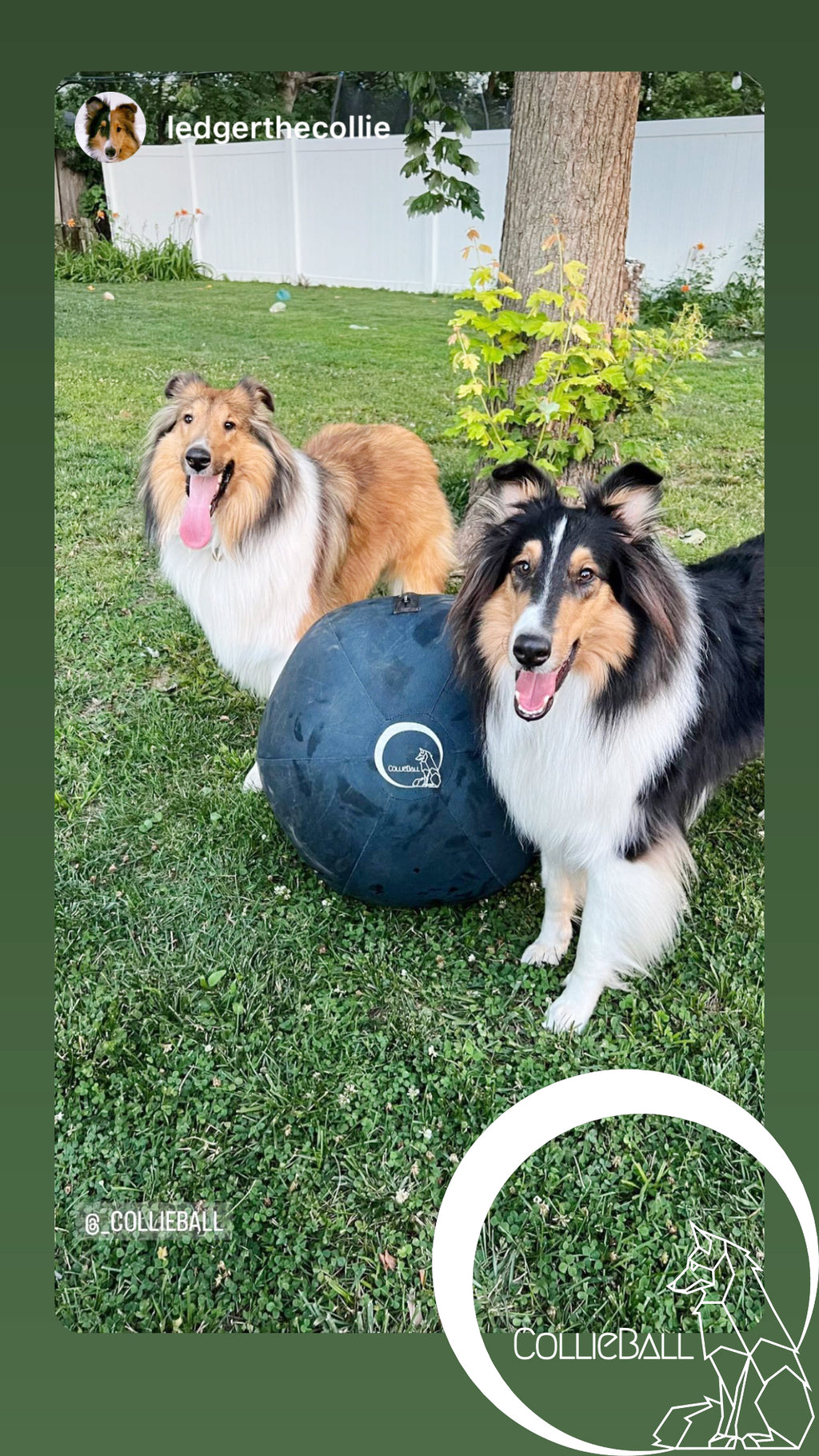 Two Shetland Sheepdogs sitting beside a navy blue CollieBall herding ball on grass