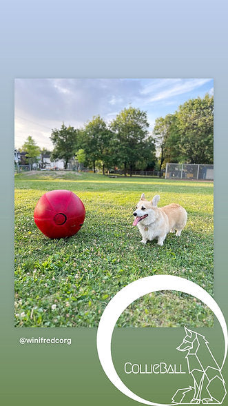 Corgi playing with a red CollieBall 45 cm on grass