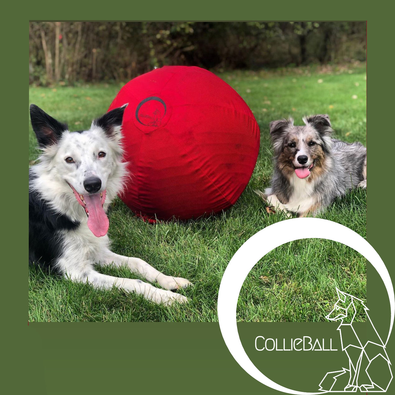Two dogs with a CollieBall herding ball