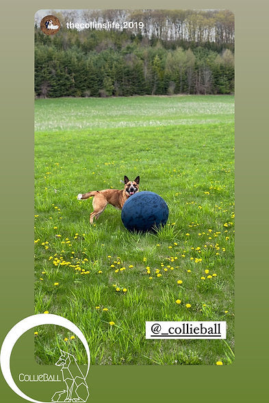 Corgi pushing a navy blue CollieBall 45 cm across a meadow