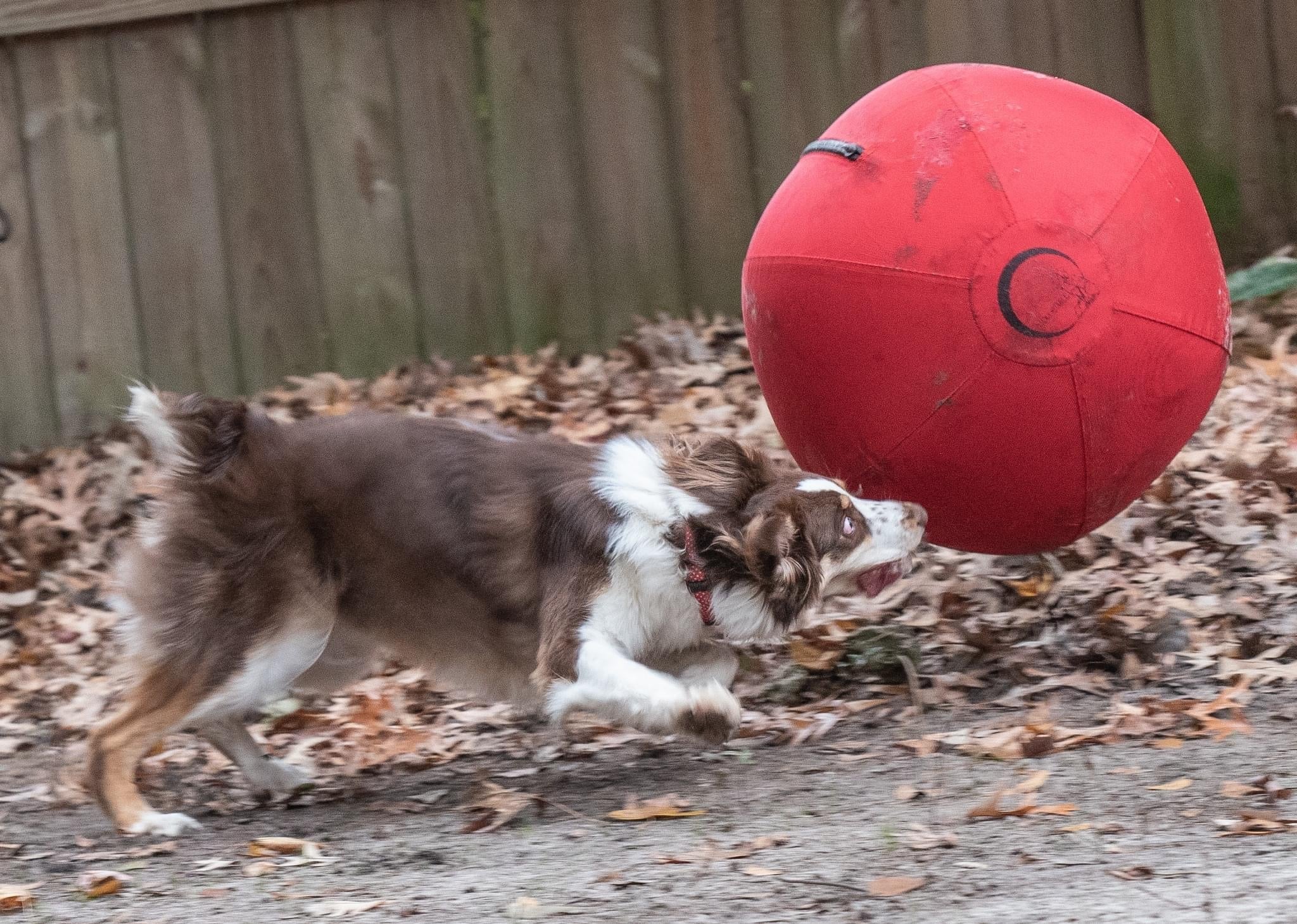 Australian Shepherd chasing a large red CollieBall herding ball