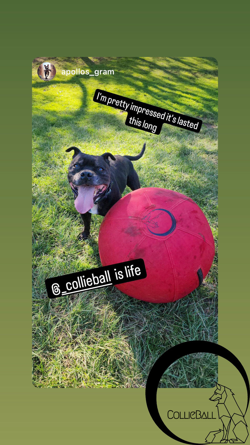 Dog playing with the red herding ball