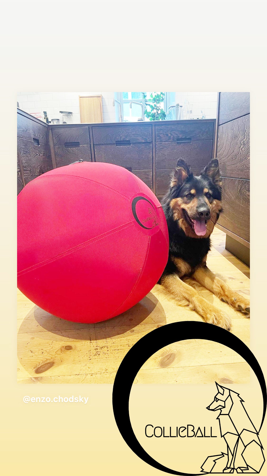 German Shepherd with a CollieBall herding ball