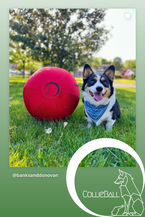 Corgi sitting next to its red CollieBall herding ball on grass