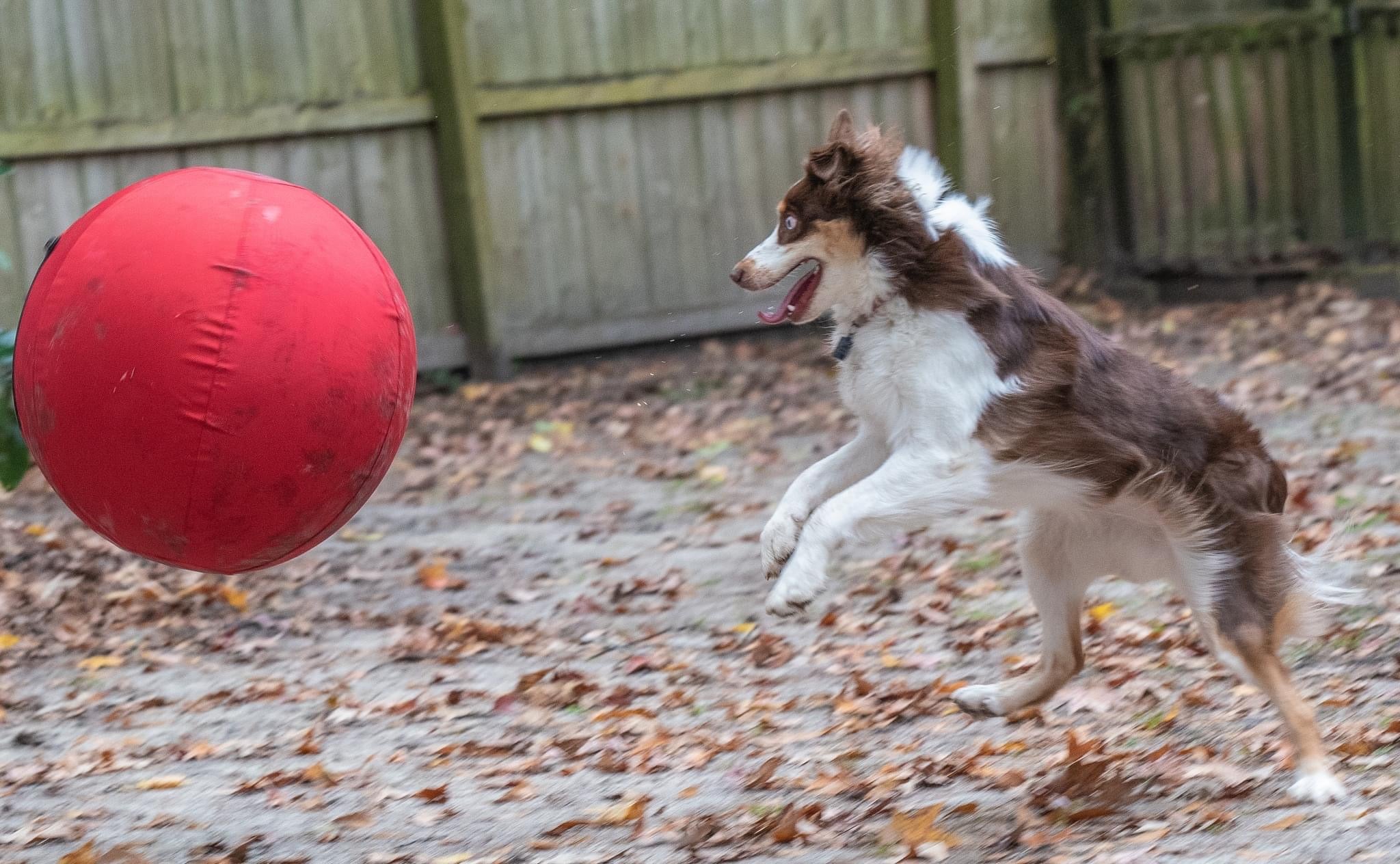 Red merle herding dog running past a large red CollieBall herding ball on autumn leaves