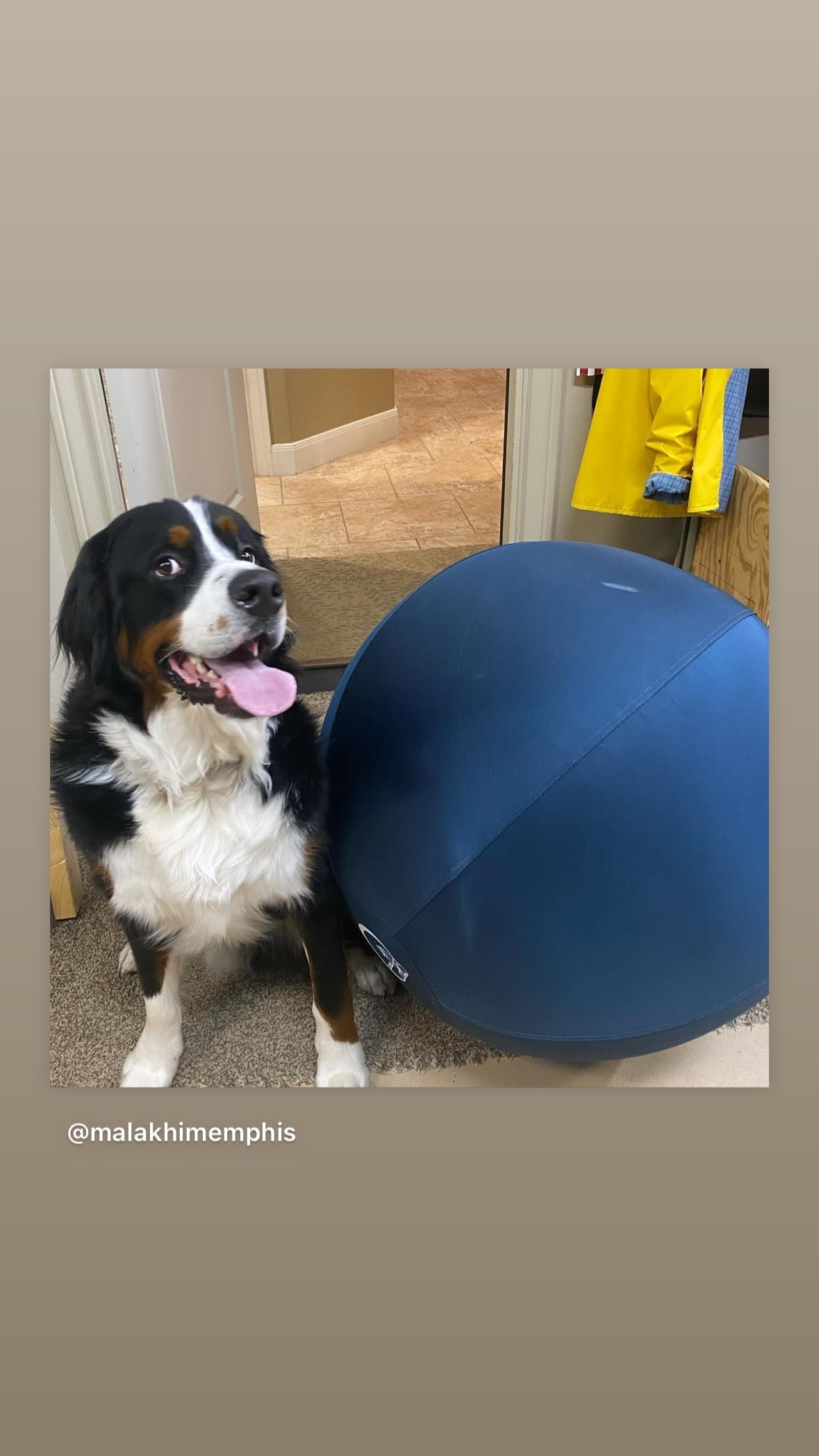 Bernese Mountain Dog sitting next to a large navy blue CollieBall herding ball