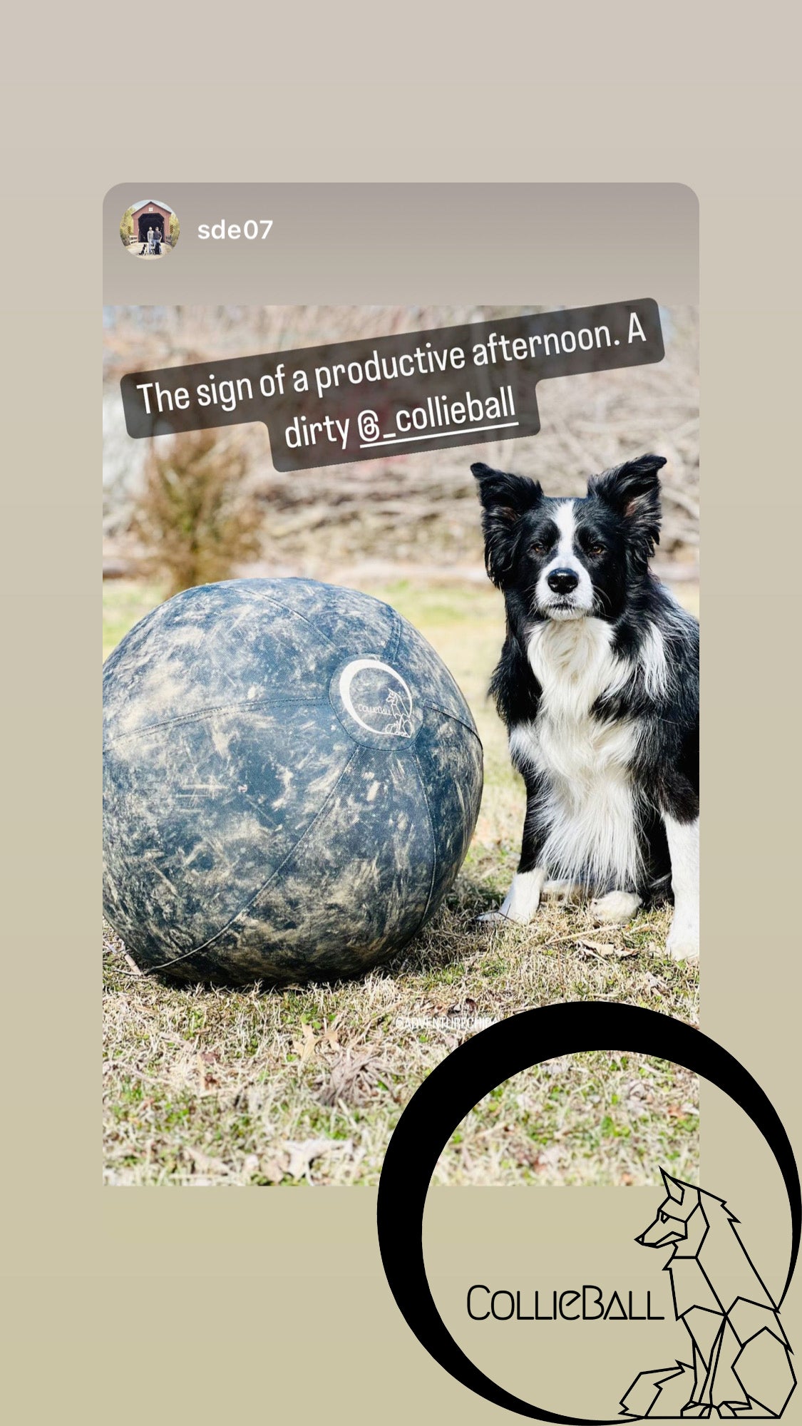 Border Collie with a well-used muddy herding ball