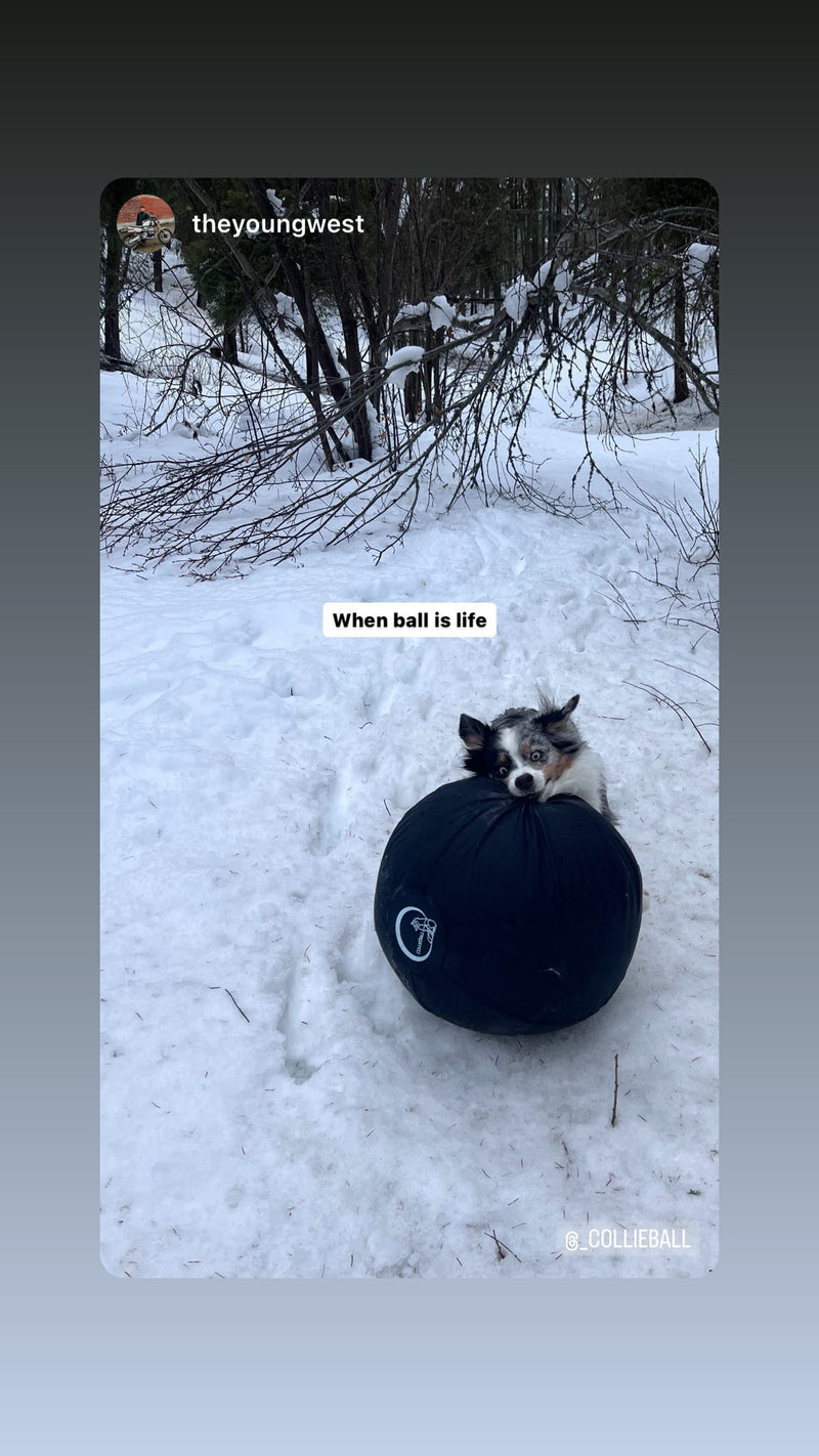 Dog playing with a herding ball in the snow