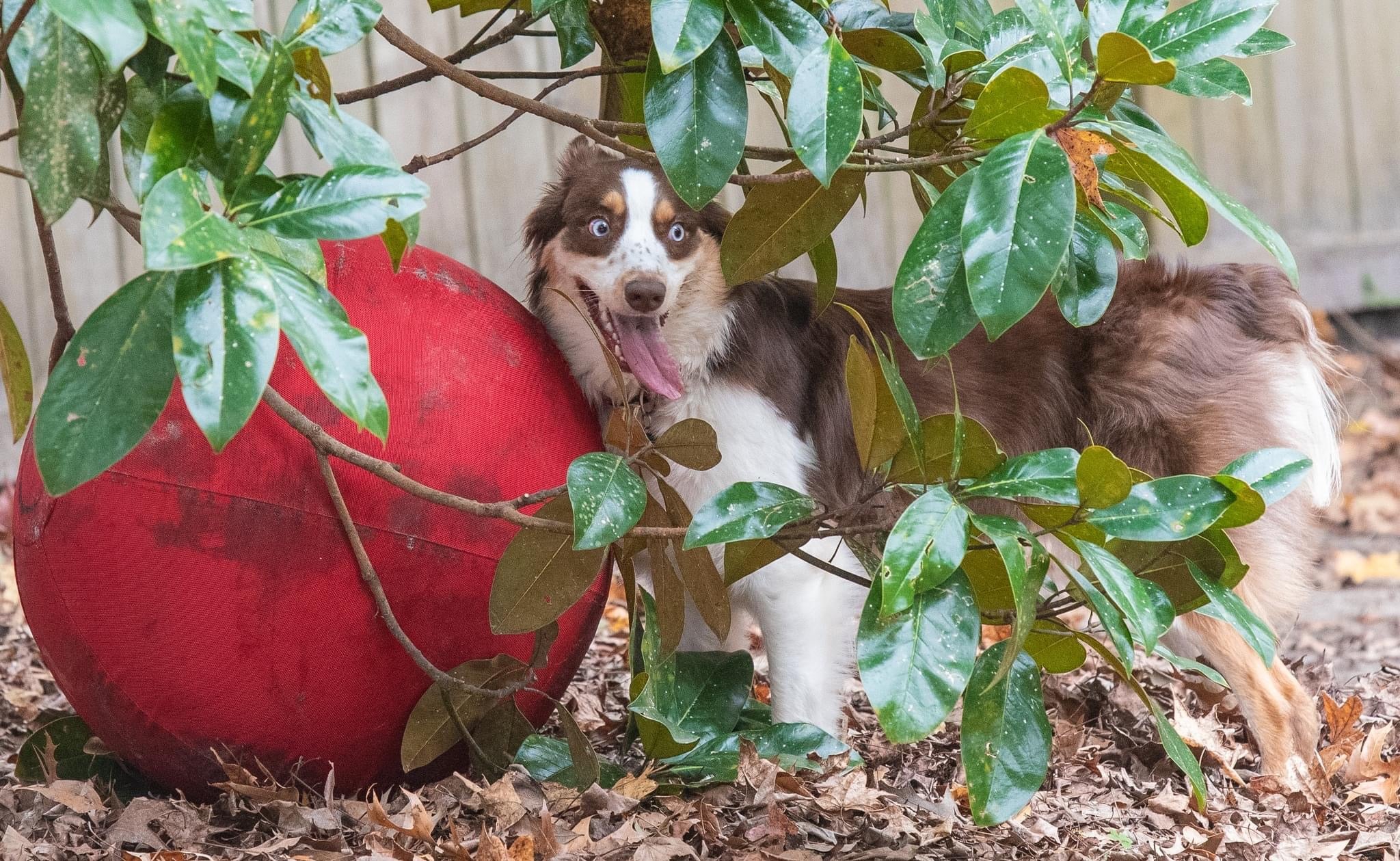 Red merle Australian Shepherd resting beside a red CollieBall herding ball in garden foliage