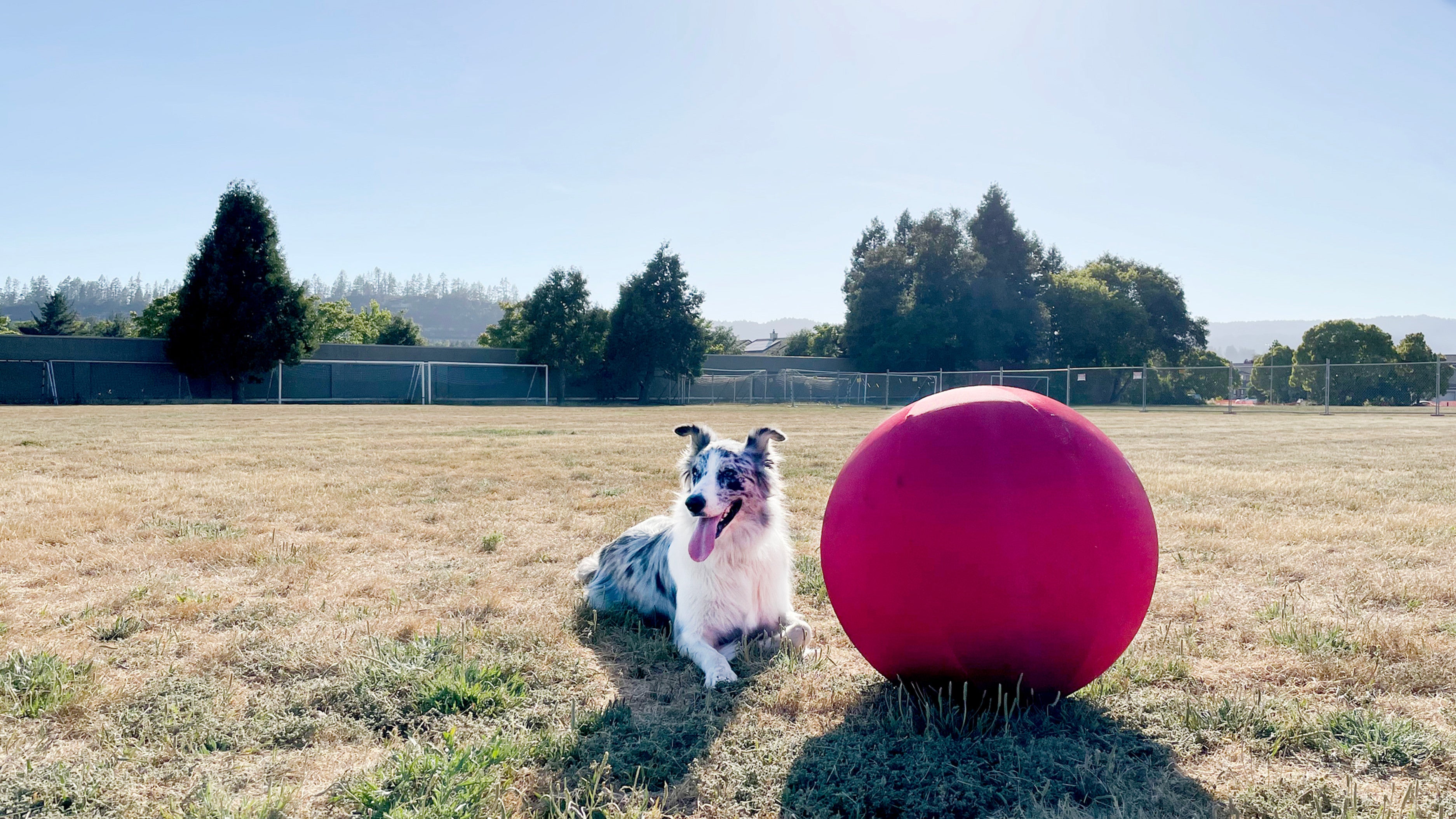 Blue merle Border Collie resting beside a large CollieBall herding ball on a dry field