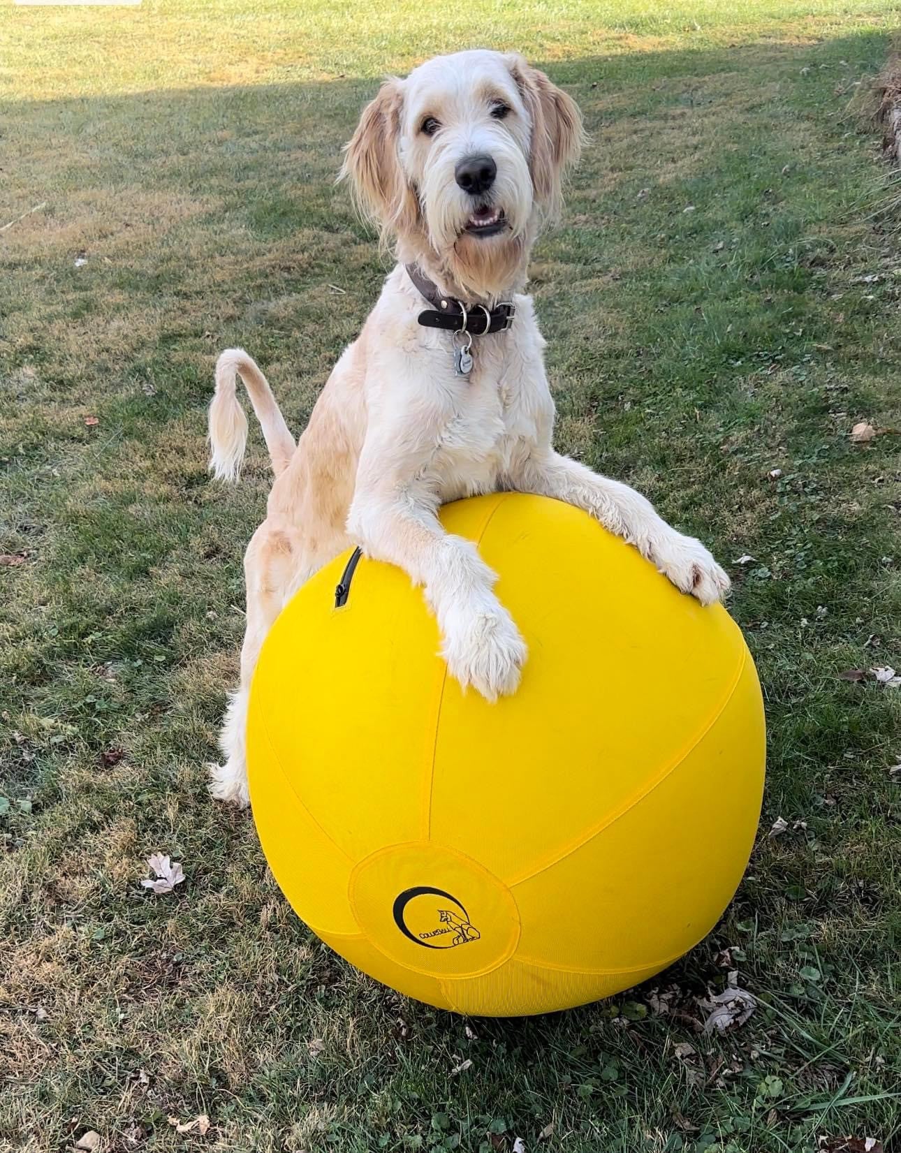 Dog standing on the yellow CollieBall herding ball