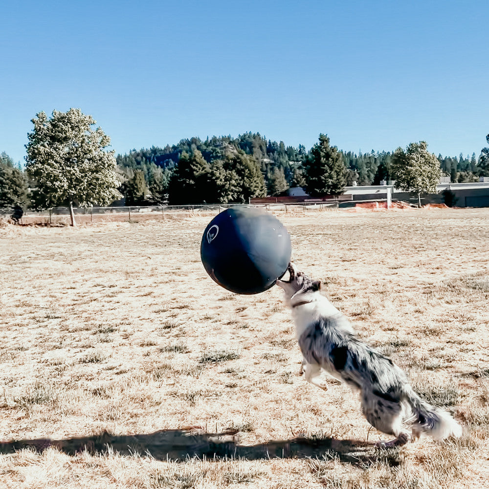 Blue merle Border Collie leaping at a black CollieBall herding ball