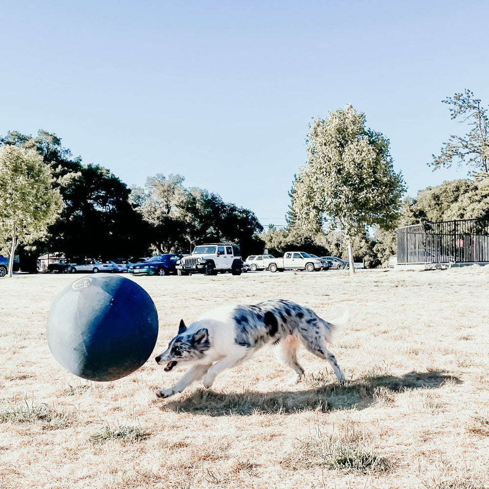 Blue merle Border Collie herding a navy blue CollieBall across a field