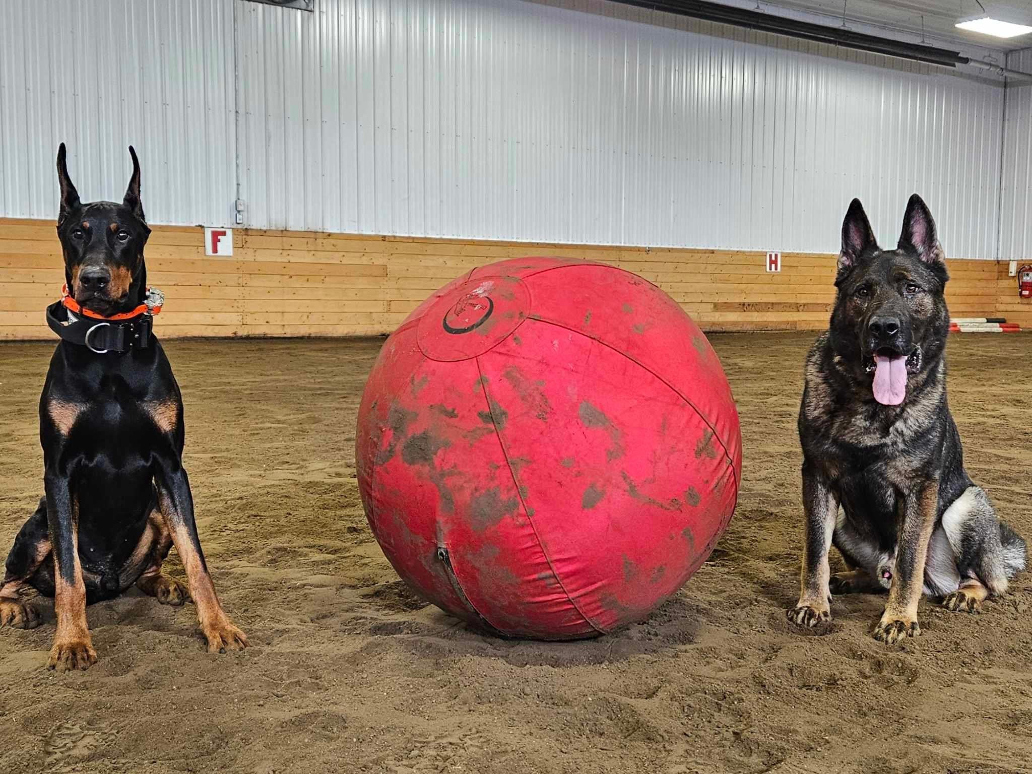 German Shepherd and Dobermann next to the large red herding ball