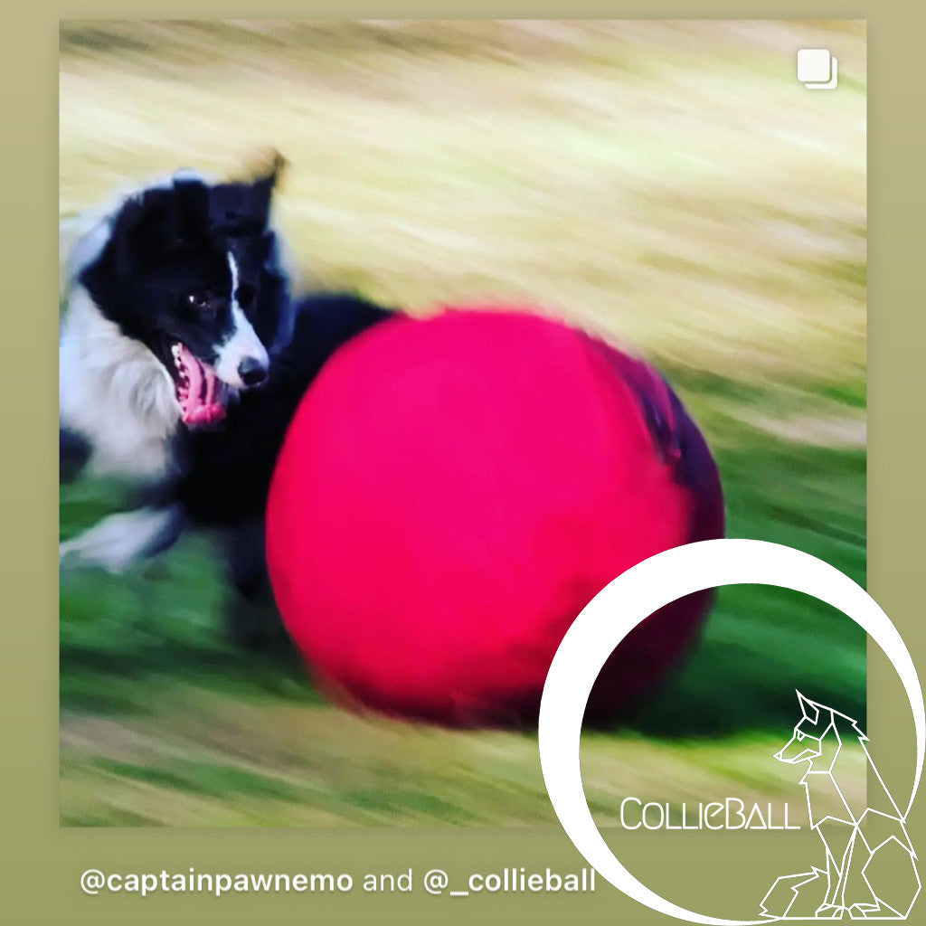 Border Collie running alongside a large CollieBall herding ball