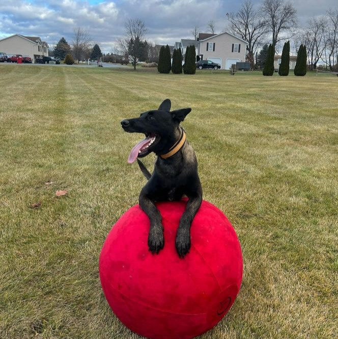 Black shepherd dog standing on top of a large red CollieBall herding ball