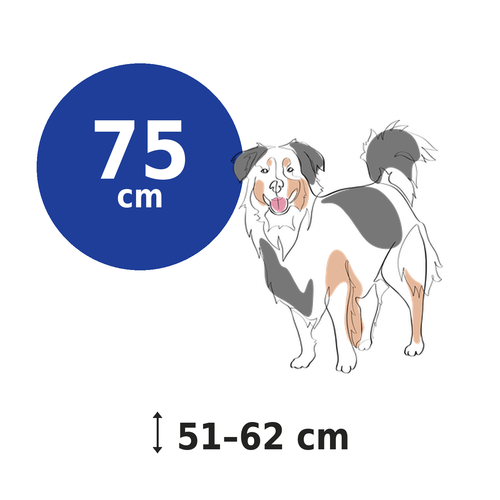 CollieBall 75 cm — for dogs 51–62 cm at the shoulder, size infographic