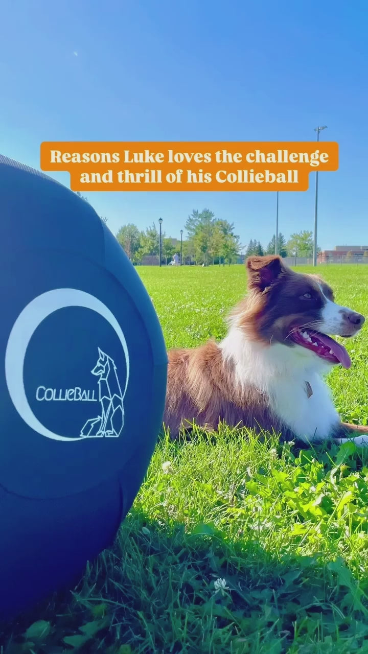 CollieBall 55 cm herding ball in use